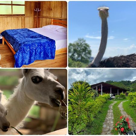 Finca Ecoparaiso Ibagué Zewnętrze zdjęcie
