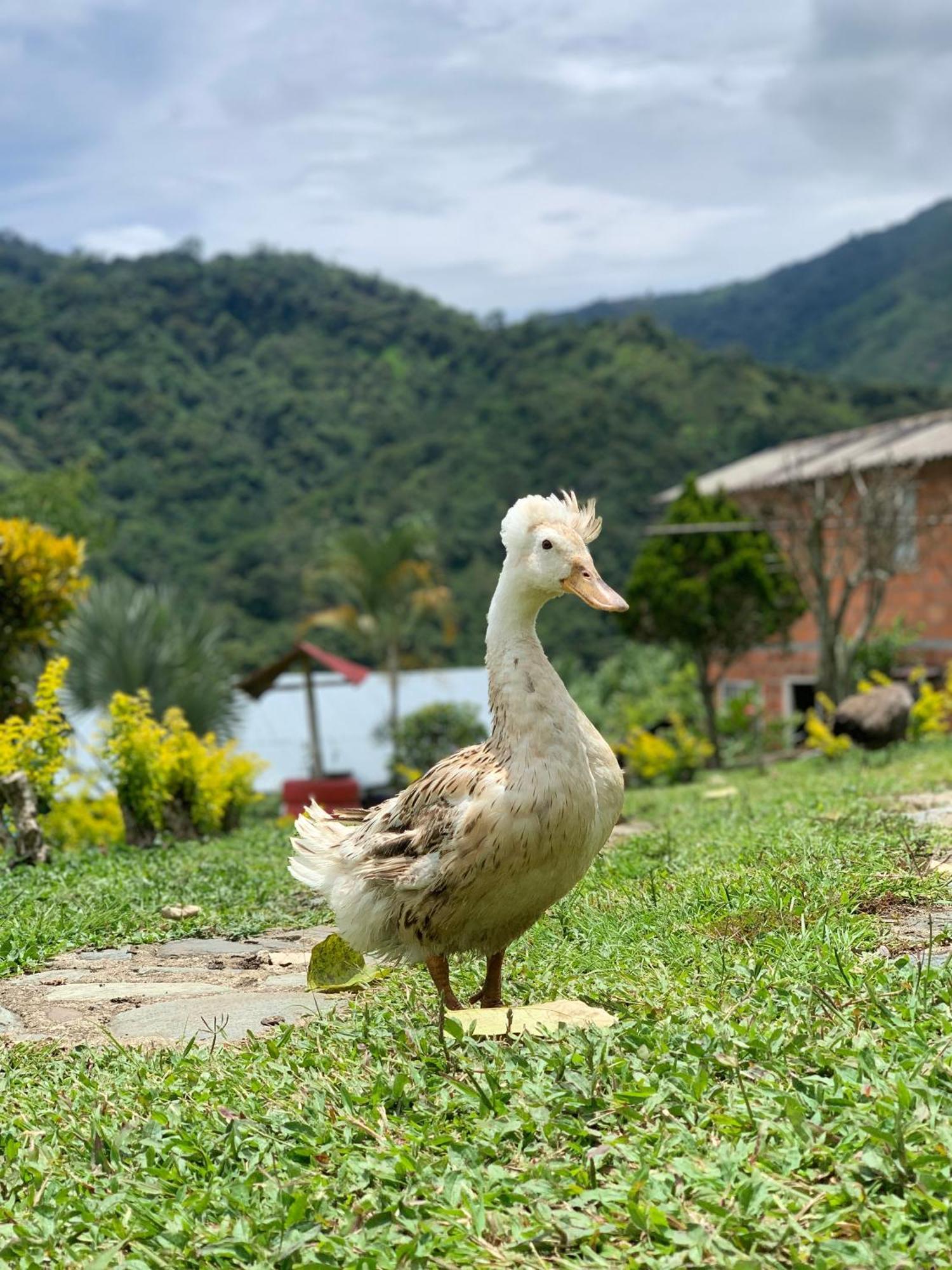 Finca Ecoparaiso Ibagué Zewnętrze zdjęcie